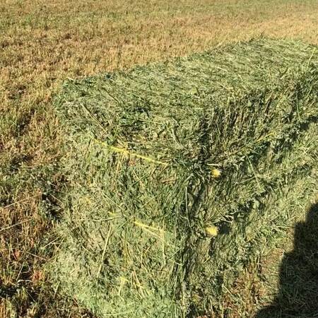 WhatsApp Image 2024-01-25 at 17.19.08 (2)