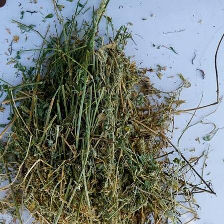 h-c-farms-big-bale-alfalfa-1-premium-arizona-alfalfa-p1-5-23-per-bale-45413849694519